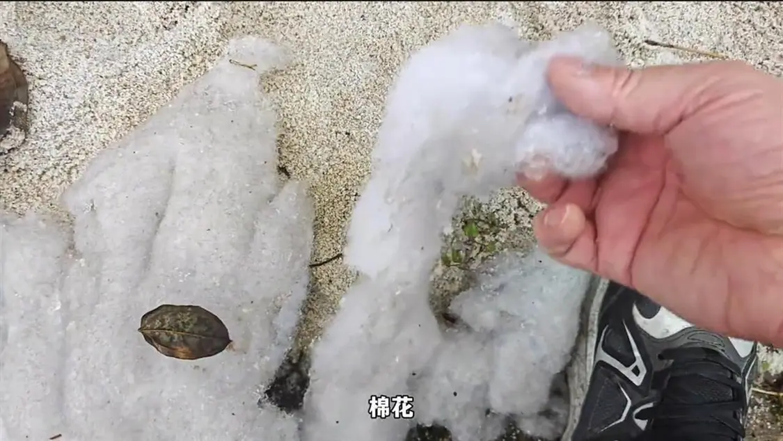 网络视频截图